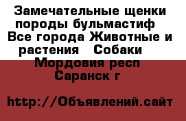 Замечательные щенки породы бульмастиф - Все города Животные и растения » Собаки   . Мордовия респ.,Саранск г.